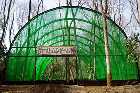 カブトムシドーム